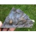 Stromatocystites pentagularis